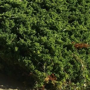 Meet your Posher, Nasi